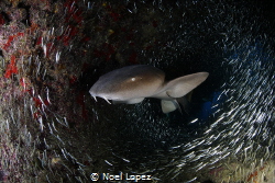 Circulo,nurse shark, hunting silver side fish,gardens of ... by Noel Lopez 